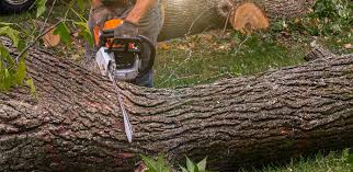 Best Hazardous Tree Removal  in Poplar Grove, IL