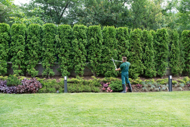 Best Tree Mulching  in Poplar Grove, IL