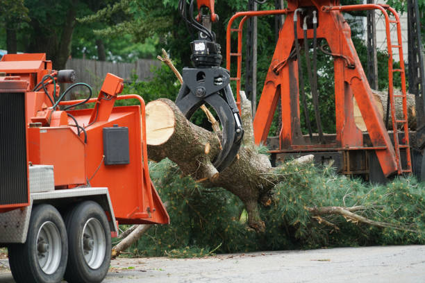 Professional Tree Care Services in Poplar Grove, IL